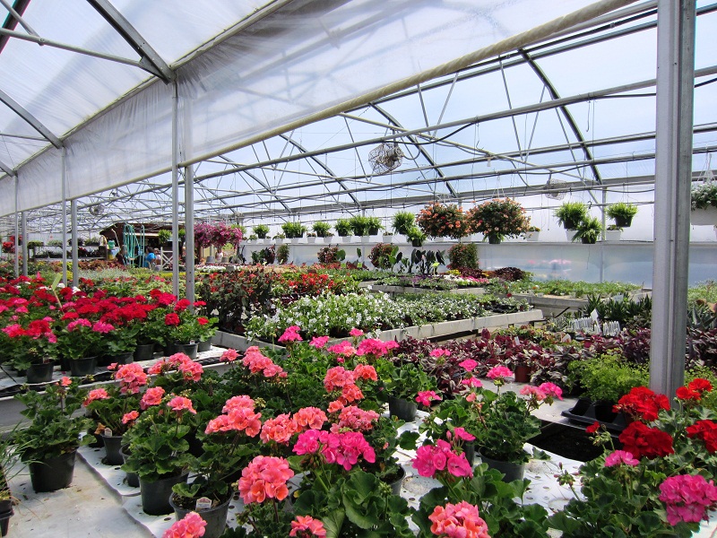 Showalter's Orchard and Greenhouse